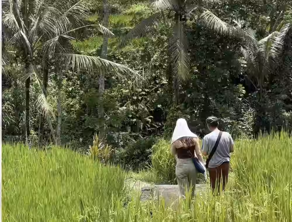 Rice paddy tour