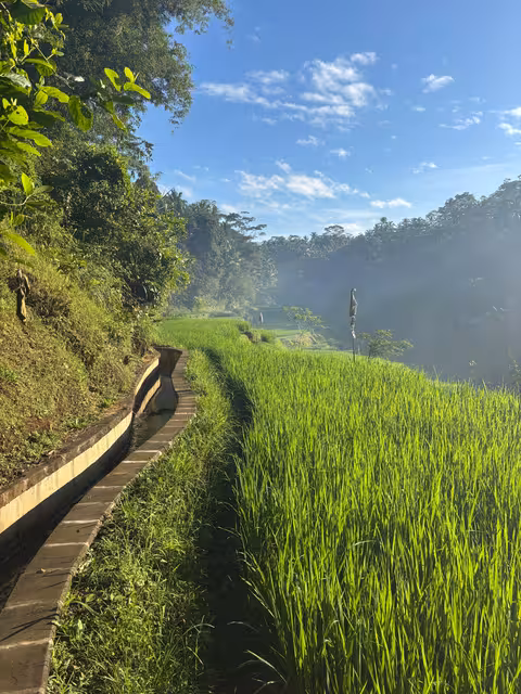 Rice paddy view