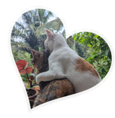 harmony hill kittens