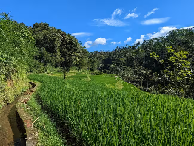 Lush rice paddies near Harmony Hill