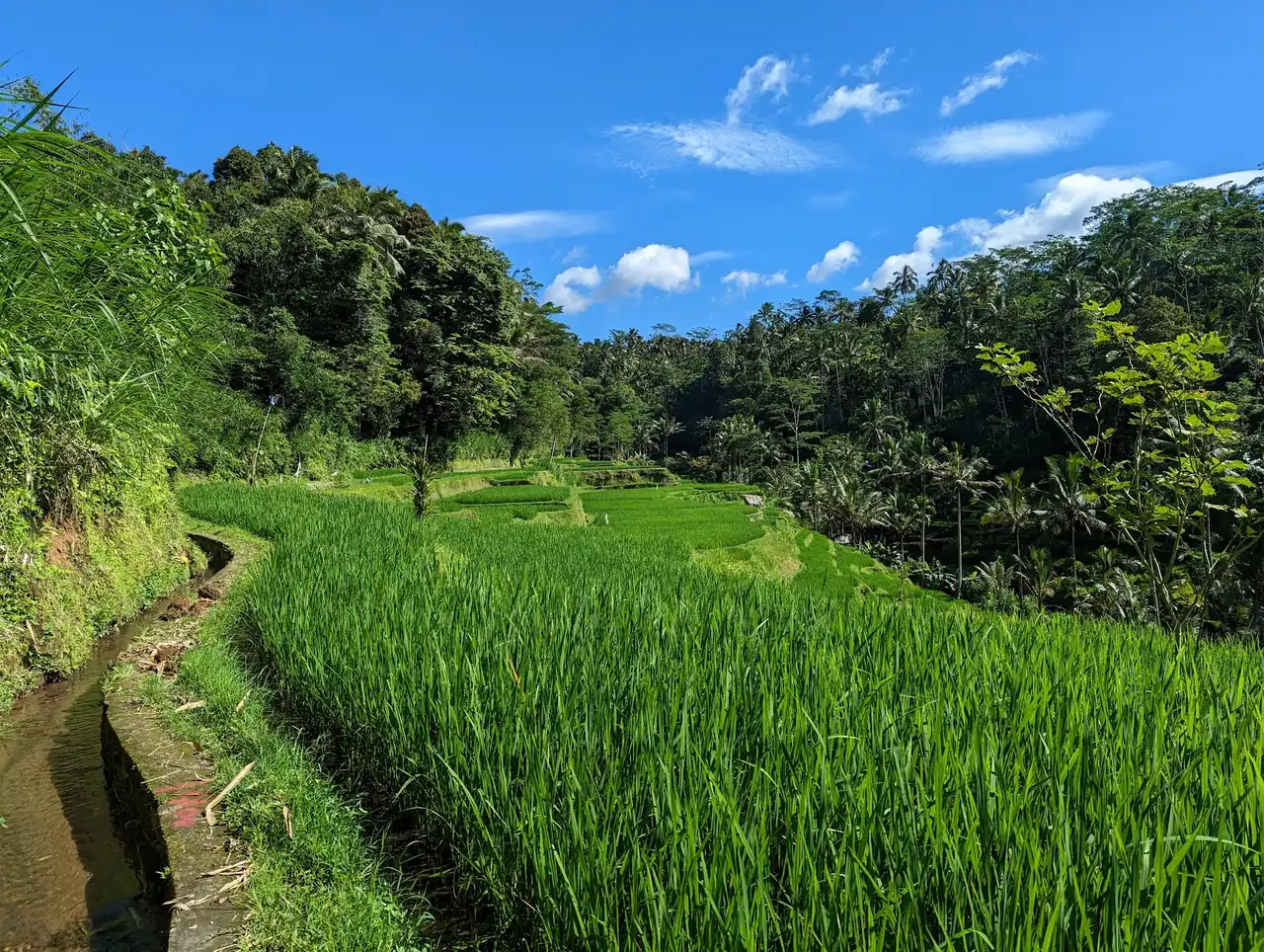 Lush rice paddies near Harmony Hill